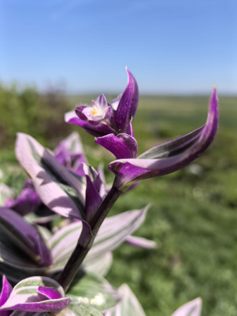 Tradescantia Nanouk frunze tricolore Iași Flori in Drum [1]