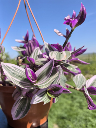 Tradescantia Nanouk frunze tricolore Iași Flori in Drum [0]