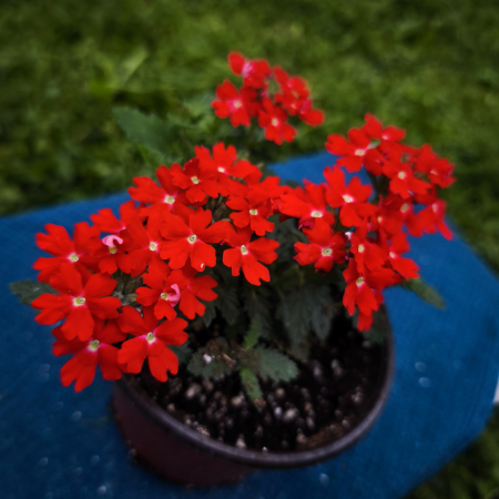 Verbena în ghiveci de 12 cm – Flori vibrante pentru grădina ta | Flori în drum [1]