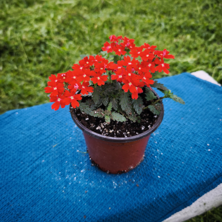 Verbena în ghiveci de 12 cm – Flori vibrante pentru grădina ta | Flori în drum [0]