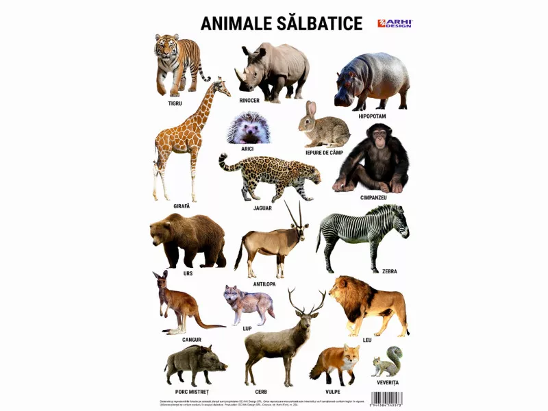 Planse școlare - Plansa Animalele salbatice din lume A4