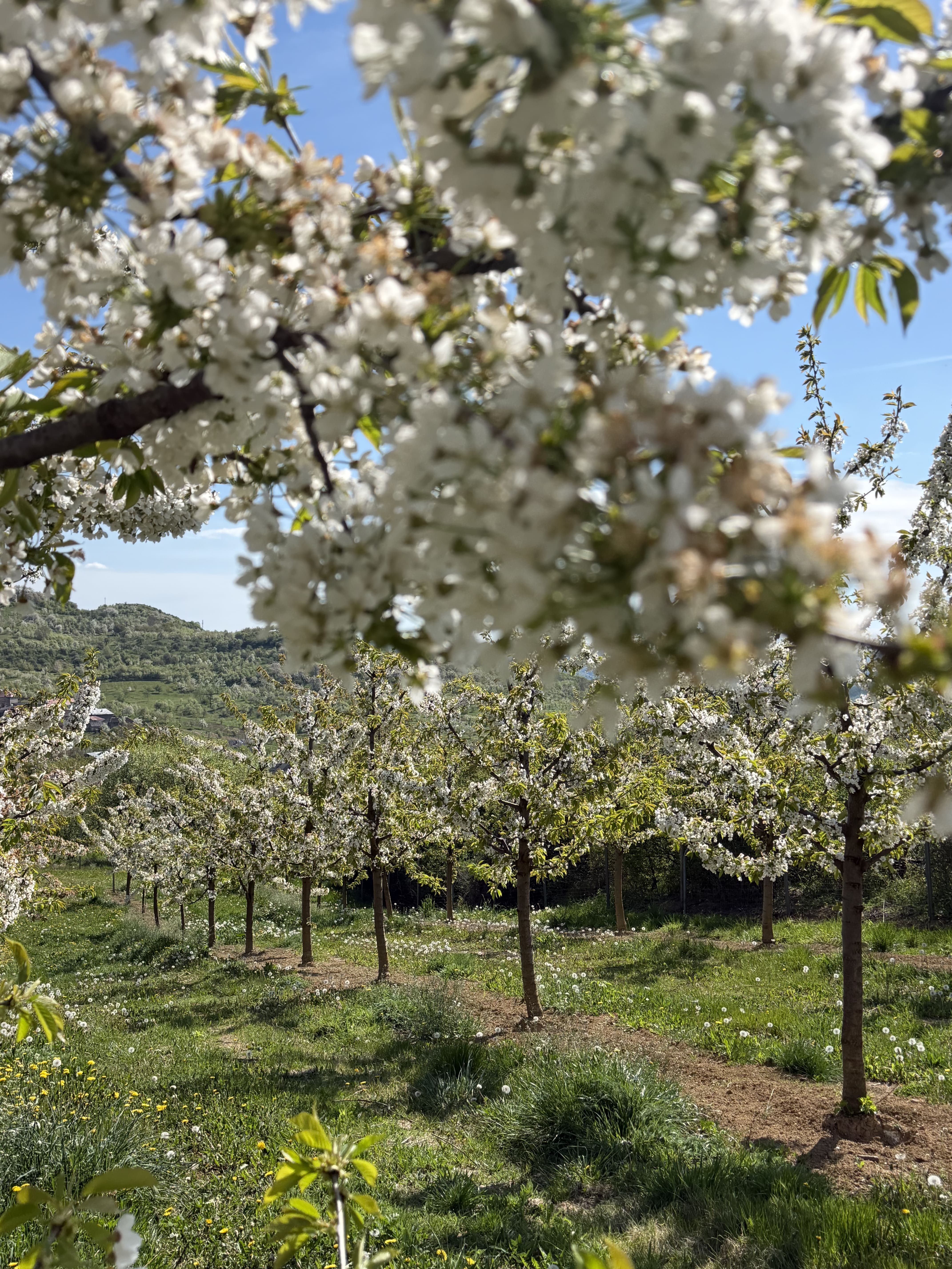 Comenzi în cantități mai mari?