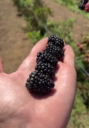 Fructs - Blackberries