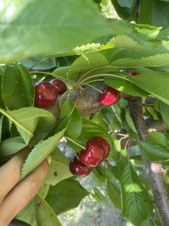 Fructs - Fresh Black Star Cherries