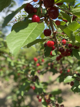 Fructs - Fresh Sour Cherries