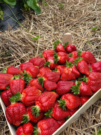 Fructs - Strawberries