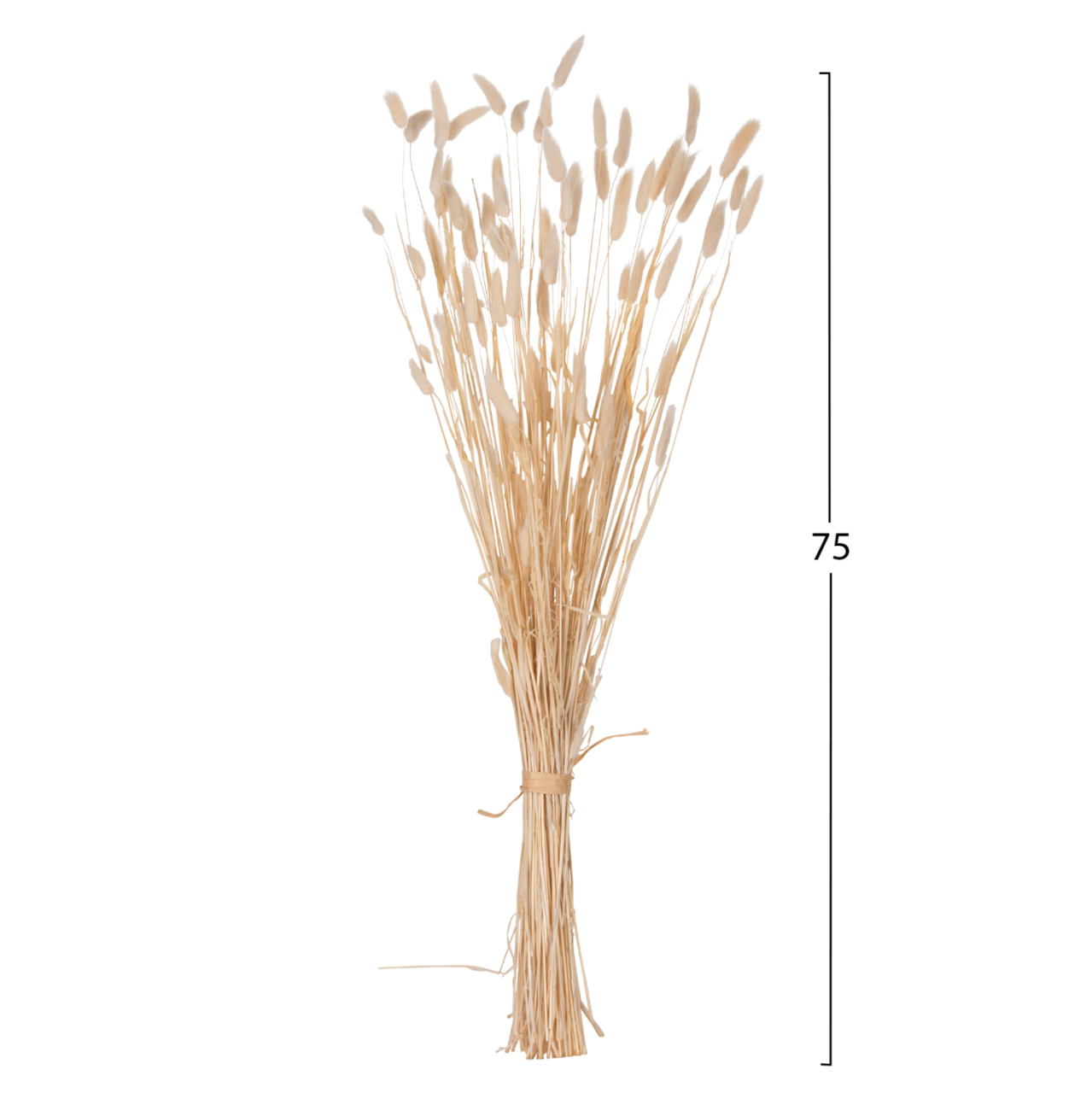 DECORATIVE DRIED BOUQUEΤ RABBIT TAIL HM7959 CREAM 76Hcm. [2]