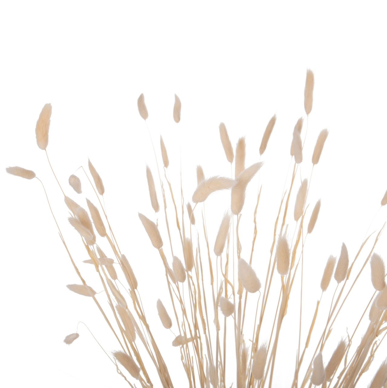DECORATIVE DRIED BOUQUEΤ RABBIT TAIL HM7959 CREAM 76Hcm. [4]