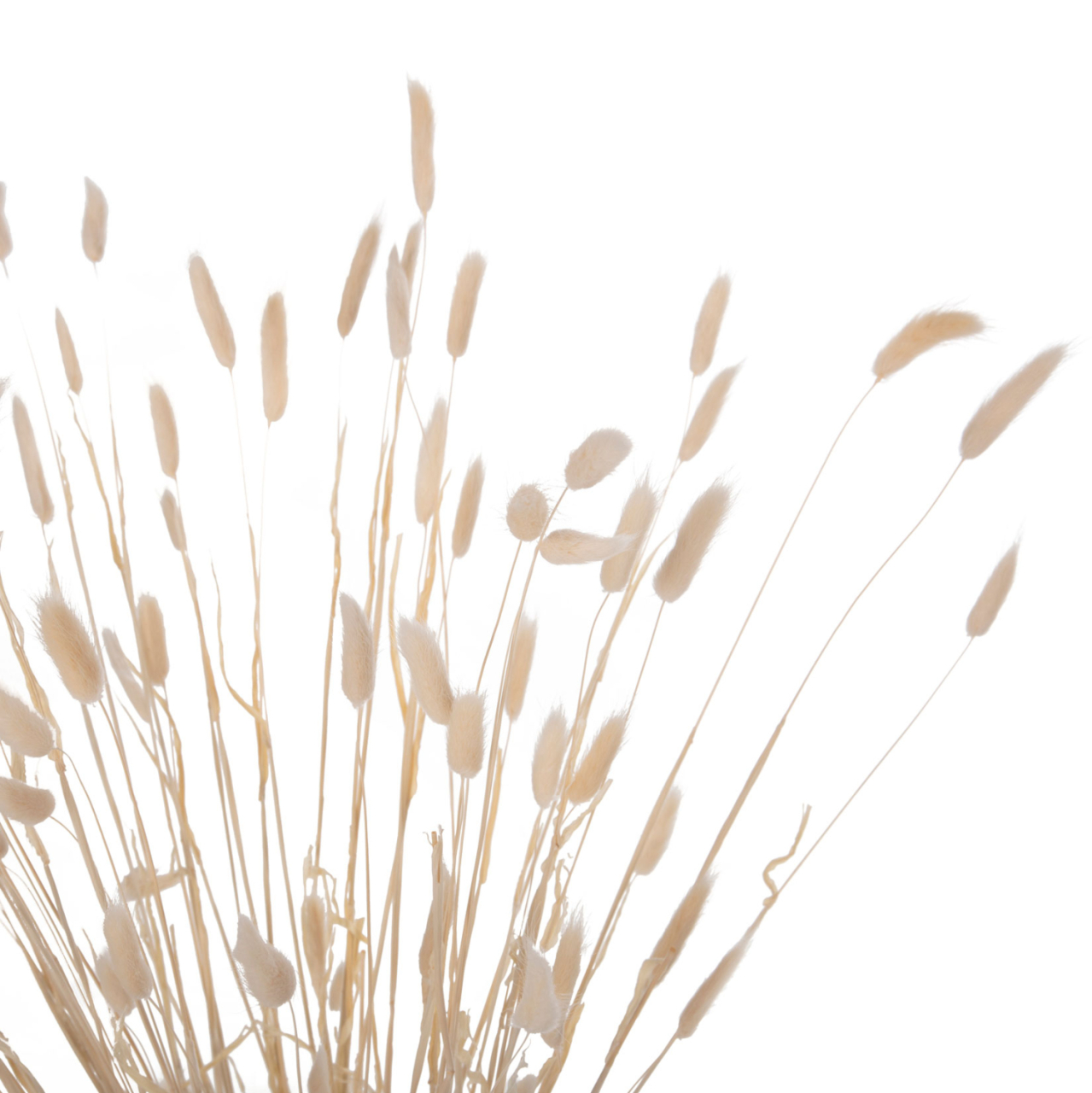 DECORATIVE DRIED BOUQUEΤ RABBIT TAIL HM7959 CREAM 76Hcm. [3]