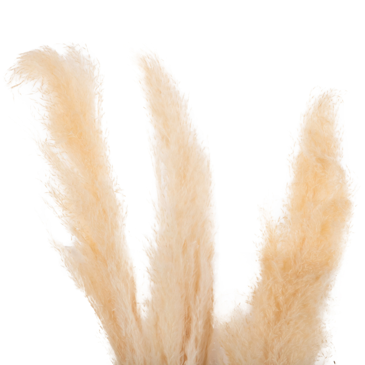 DECORATIVE DRIED REED 3PCS HM7961 WHITE 140Hcm. [3]