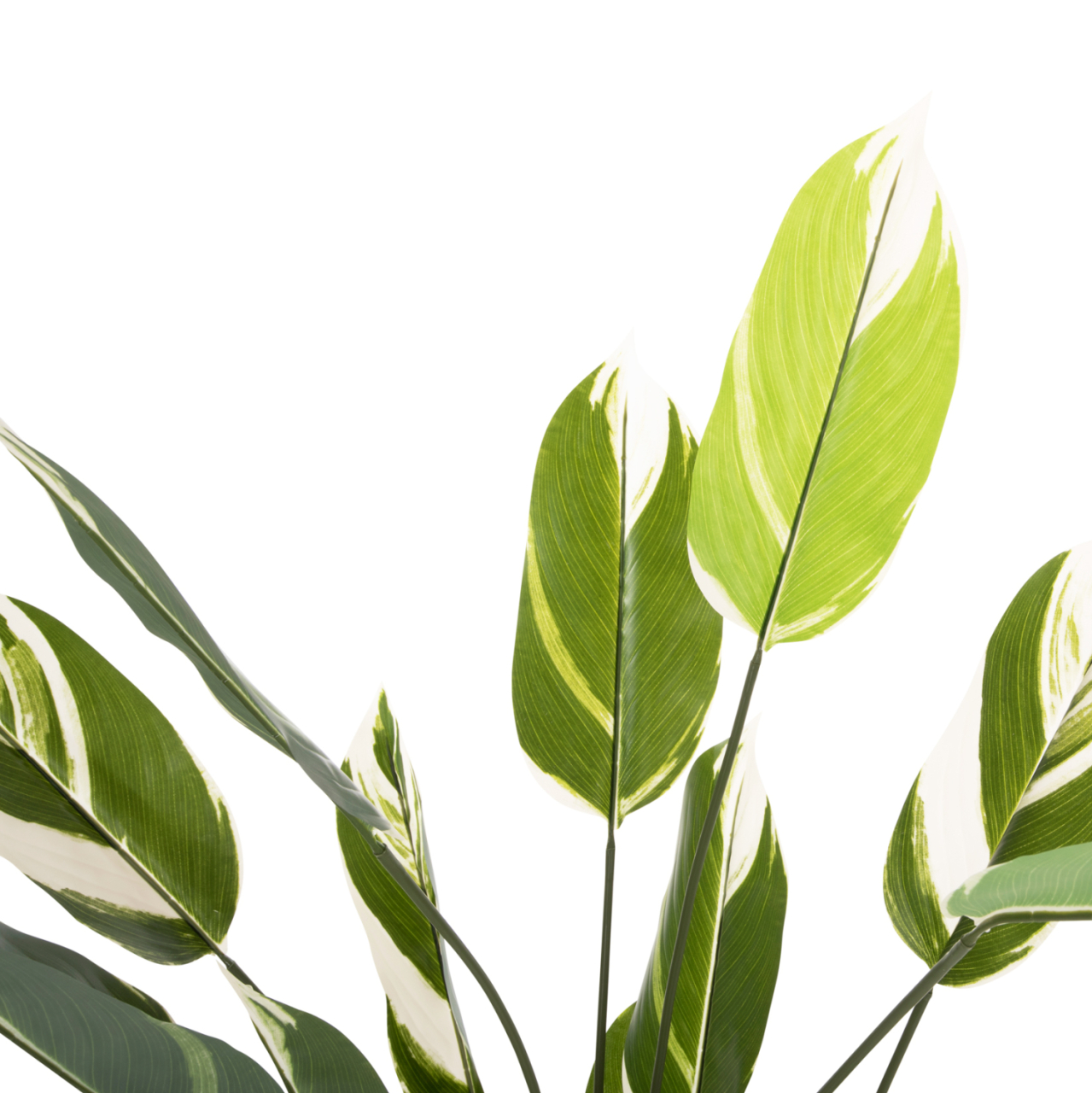 DECORATIVE SYNTHETIC PLANT IN POT HM7997 CALATHEA 140Hcm. [3]