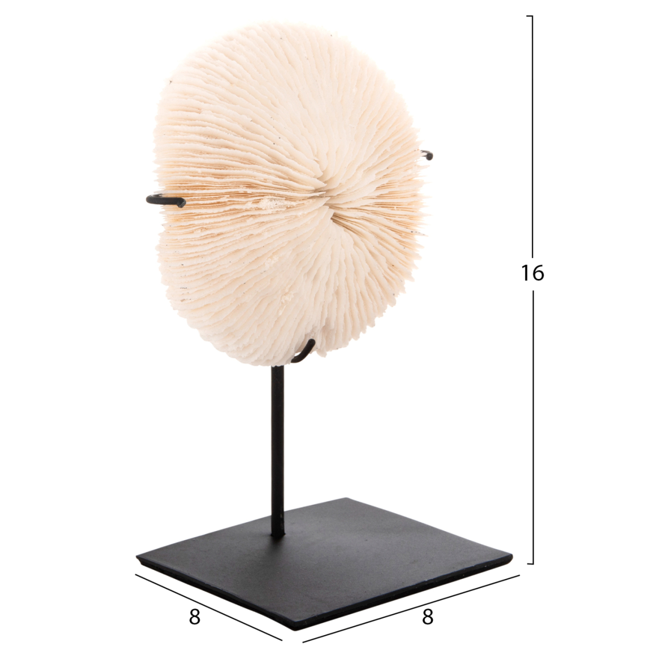 TABLE DECORATION HM4273 CORAL IN NATURAL COLOR- BLACK METAL STAND 8x8x16H cm. [2]