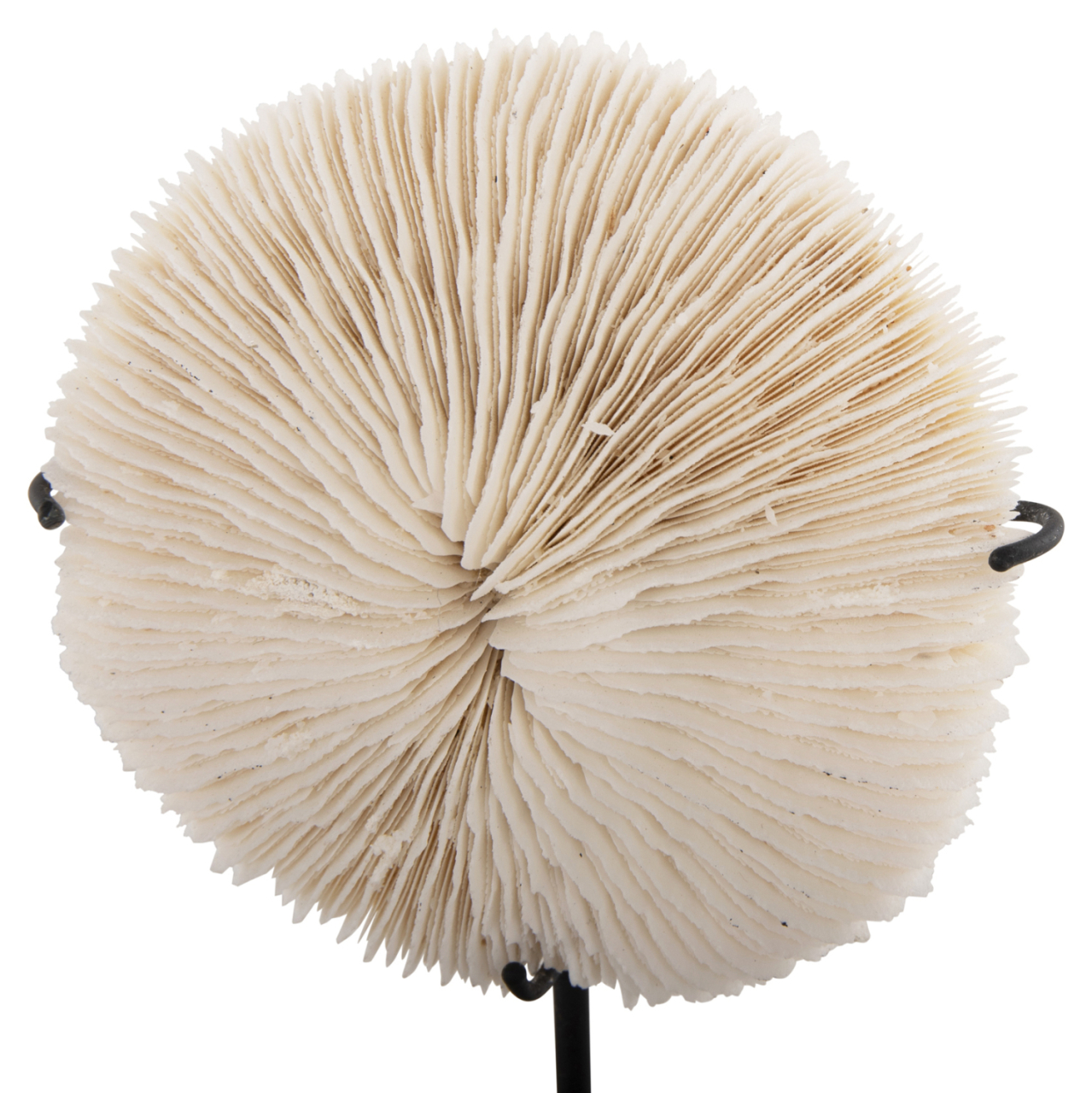 TABLE DECORATION HM4273 CORAL IN NATURAL COLOR- BLACK METAL STAND 8x8x16H cm. [3]