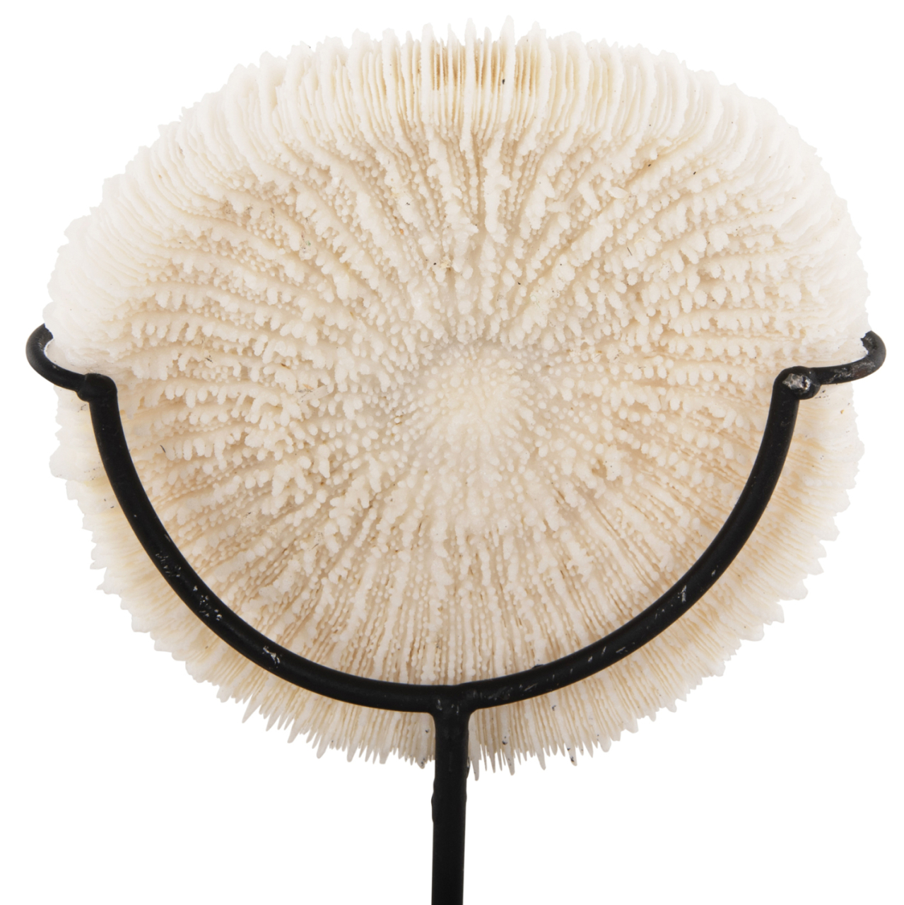 TABLE DECORATION HM4273 CORAL IN NATURAL COLOR- BLACK METAL STAND 8x8x16H cm. [4]