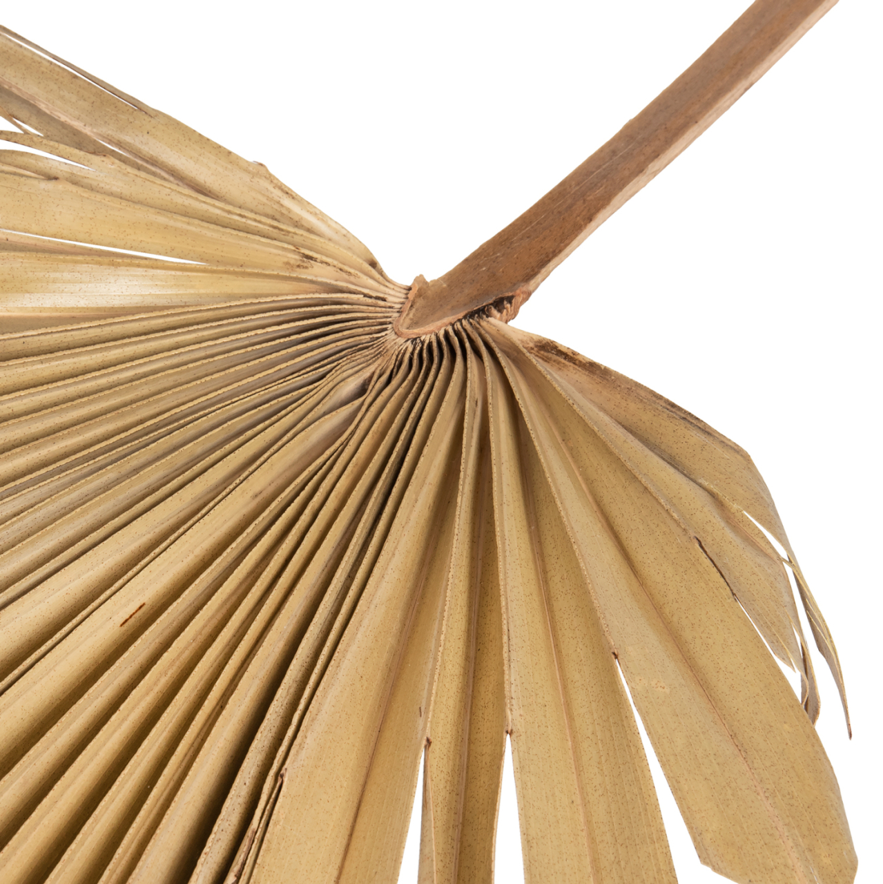 WALL DECOR HM7876 DRIED PALM LEAF IN NATURAL COLOR 30x102x3 cm. [6]
