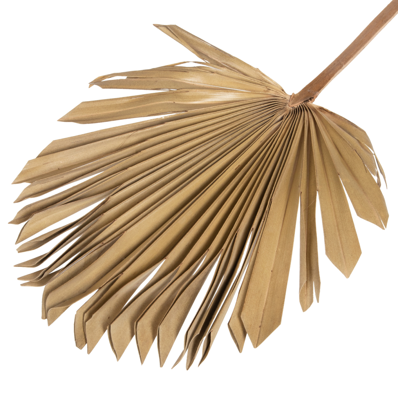 WALL DECOR HM7876 DRIED PALM LEAF IN NATURAL COLOR 30x102x3 cm. [4]