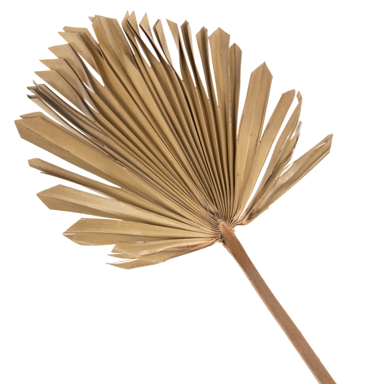 WALL DECOR HM7876 DRIED PALM LEAF IN NATURAL COLOR 30x102x3 cm. [3]