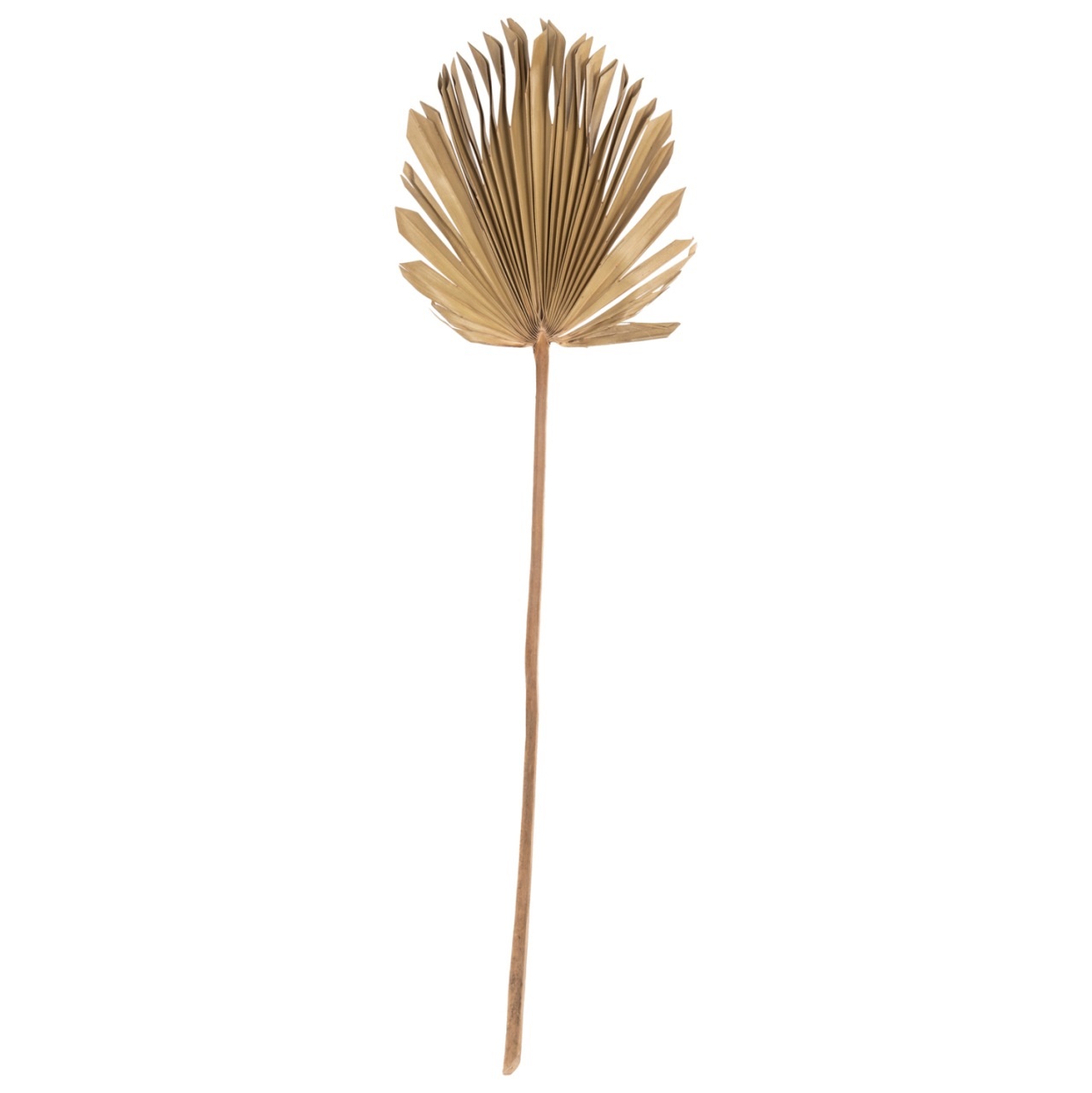 WALL DECOR HM7876 DRIED PALM LEAF IN NATURAL COLOR 30x102x3 cm. [1]