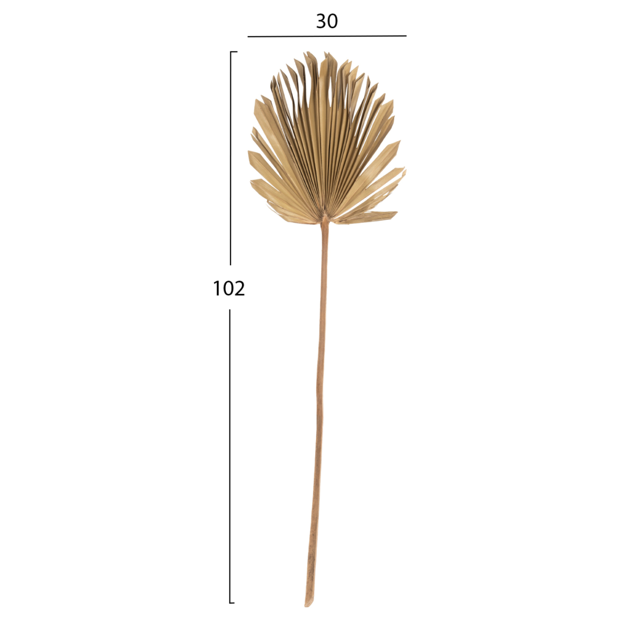 WALL DECOR HM7876 DRIED PALM LEAF IN NATURAL COLOR 30x102x3 cm. [2]