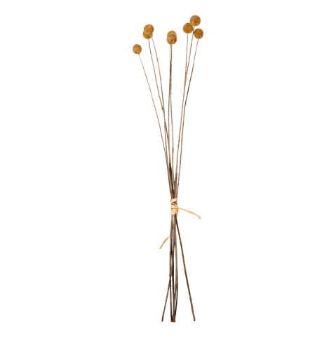Flori - Plante - DECORATIVE DRIED BOUQUET CRASPEDIA GLOBOSA HM7956 YELLOW 63Hcm.