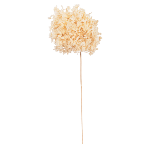 Flori - Plante - DECORATIVE DRIED FLOWER HYDRANGEA HM7954 CREAM 55Hcm.