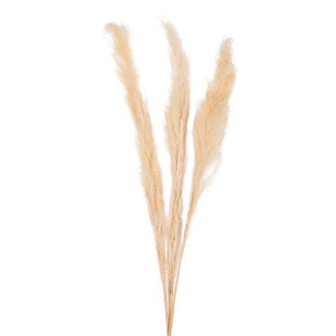 Decoratiuni - DECORATIVE DRIED REED 3PCS HM7961 WHITE 140Hcm.