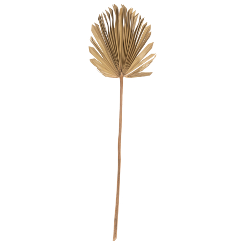 Flori - Plante - WALL DECOR HM7876 DRIED PALM LEAF IN NATURAL COLOR 30x102x3 cm.