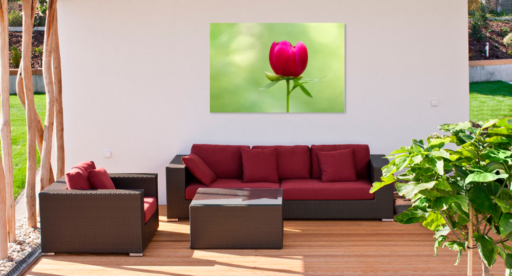 Tablou canvas, Bujorul romanesc (Paeonia romanica), 120x80 cm [2]