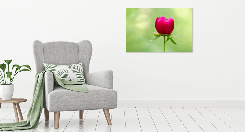 Tablou canvas, Bujorul romanesc (Paeonia romanica), 120x80 cm [4]