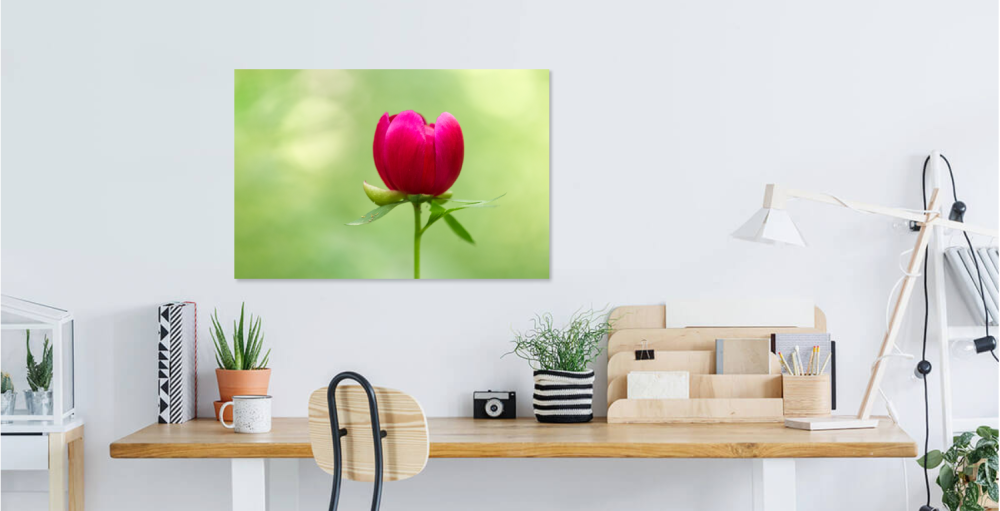 Tablou canvas, Bujorul romanesc (Paeonia romanica), 120x80 cm [3]
