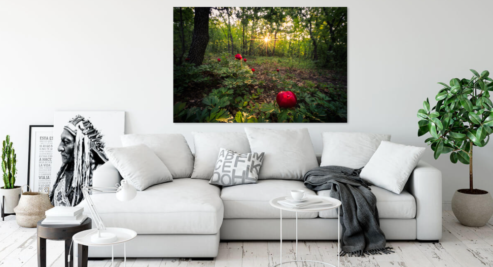 Tablou canvas, Bujorul romanesc (Paeonia romanica), in padure, 100x70 cm [2]