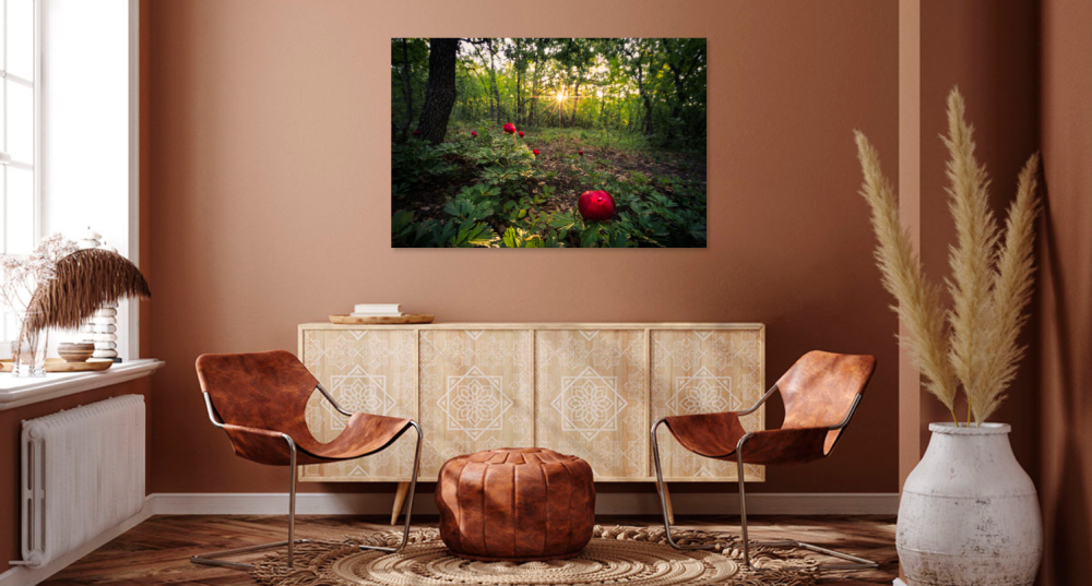 Tablou canvas, Bujorul romanesc (Paeonia romanica), in padure, 100x70 cm [4]
