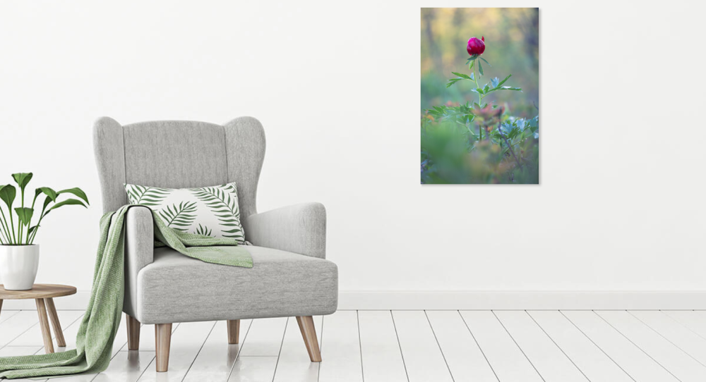Tablou canvas, Bujorul romanesc (Paeonia romanica), portret, 70x100 cm [2]