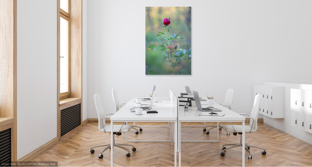 Tablou canvas, Bujorul romanesc (Paeonia romanica), portret, 70x100 cm [4]