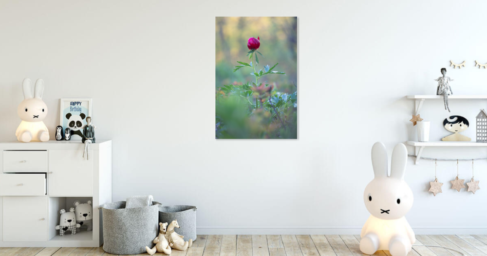 Tablou canvas, Bujorul romanesc (Paeonia romanica), portret, 70x100 cm [3]