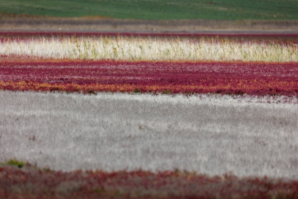 Tablou canvas, Camp de plante de saratura (Salicornia sp.), multicolor, 100x70 cm [1]