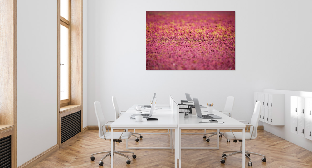 Tablou canvas, Camp de plante de saratura (Salicornia sp.), pink, 50x30 cm [4]