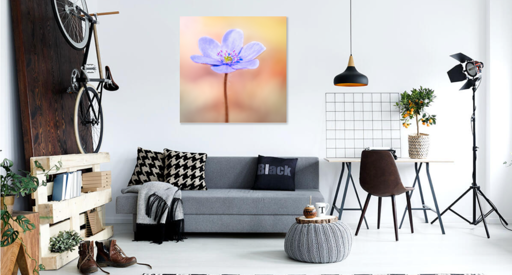 Tablou canvas, Crucea voinicului, specie endemica in Muntii Carpati, portret, 80x80 cm [2]