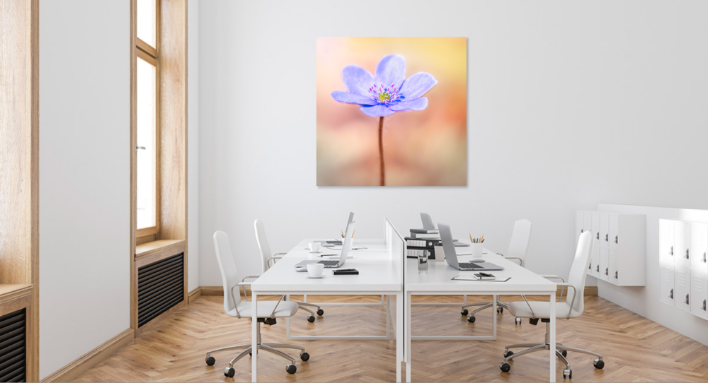 Tablou canvas, Crucea voinicului, specie endemica in Muntii Carpati, portret, 80x80 cm [4]