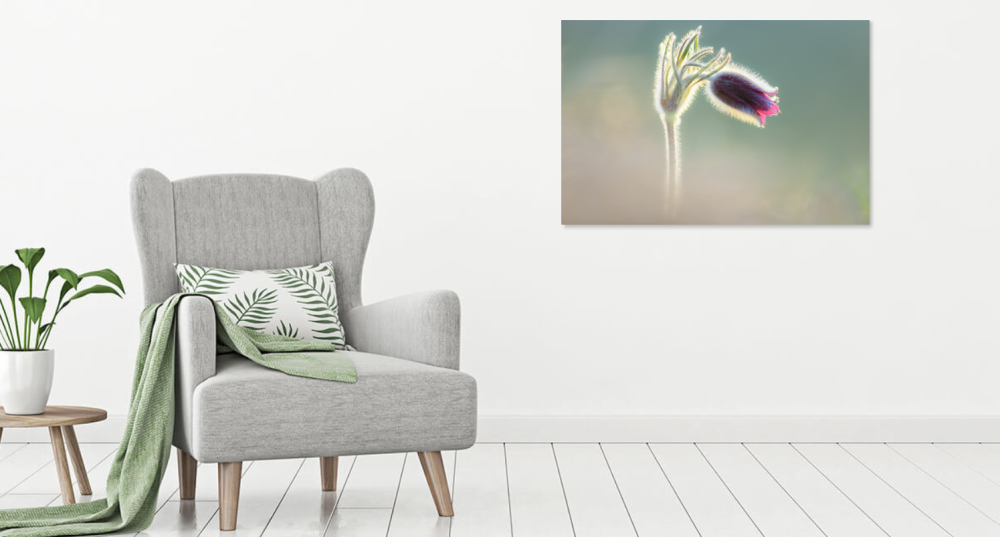 Tablou canvas, Deditel (Pulsatilla montana), specie protejata, 100x70 cm [4]
