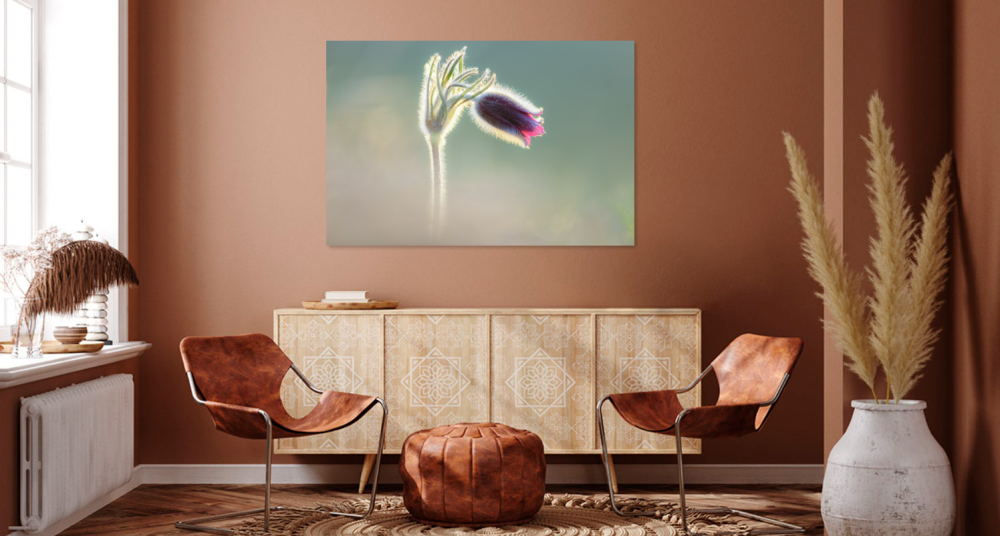 Tablou canvas, Deditel (Pulsatilla montana), specie protejata, 100x70 cm [2]