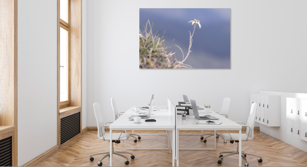 Tablou canvas, Floare de colt (Leontopodium alpinum), monument al naturii, 100x70 cm [3]