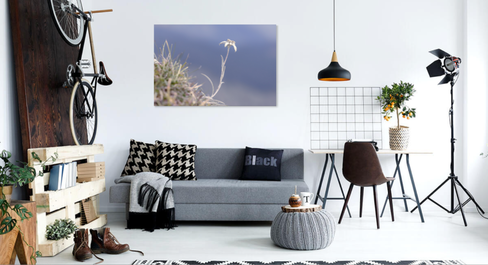 Tablou canvas, Floare de colt (Leontopodium alpinum), monument al naturii, 100x70 cm [2]