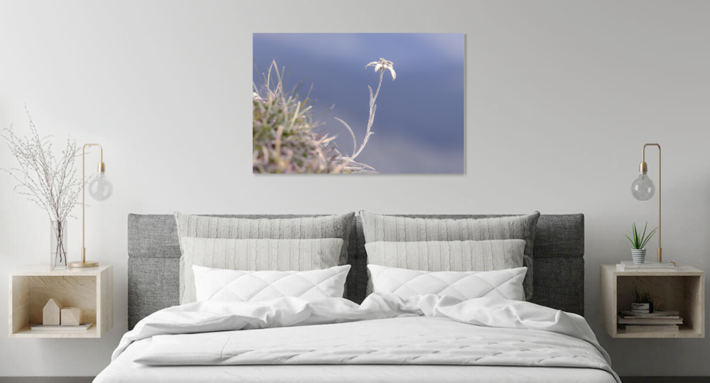 Tablou canvas, Floare de colt (Leontopodium alpinum), monument al naturii, 100x70 cm [4]