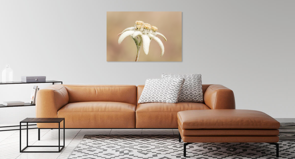 Tablou canvas, Floare de colt (Leontopodium alpinum), specie monument al naturii, 100x70 cm [2]