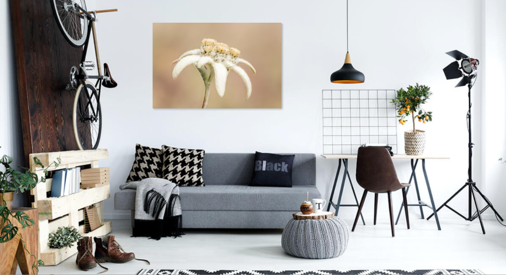 Tablou canvas, Floare de colt (Leontopodium alpinum), specie monument al naturii, 100x70 cm [3]