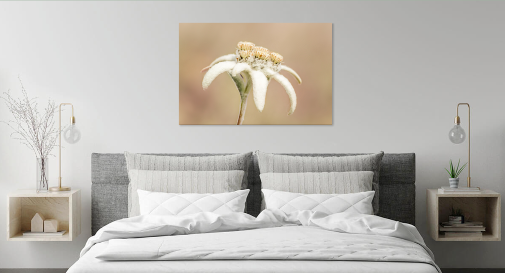 Tablou canvas, Floare de colt (Leontopodium alpinum), specie monument al naturii, 100x70 cm [5]