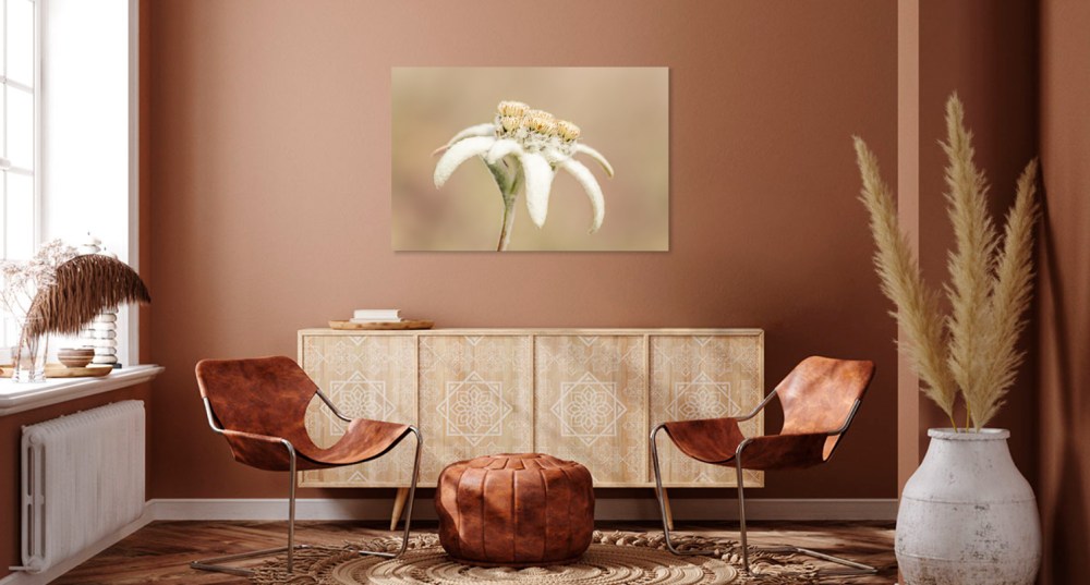 Tablou canvas, Floare de colt (Leontopodium alpinum), specie monument al naturii, 100x70 cm [4]