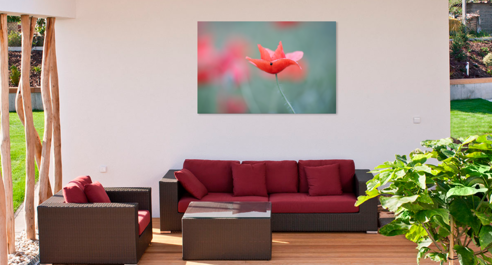 Tablou canvas, Floare de mac salbatic, 100x70 cm [2]