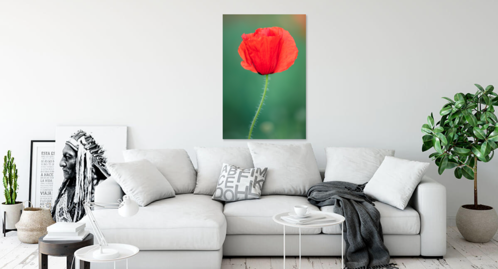 Tablou canvas, Floare de mac salbatic, portret, 70x100 cm [2]